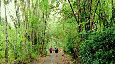 heritage-walk-passing-bamboo-forest